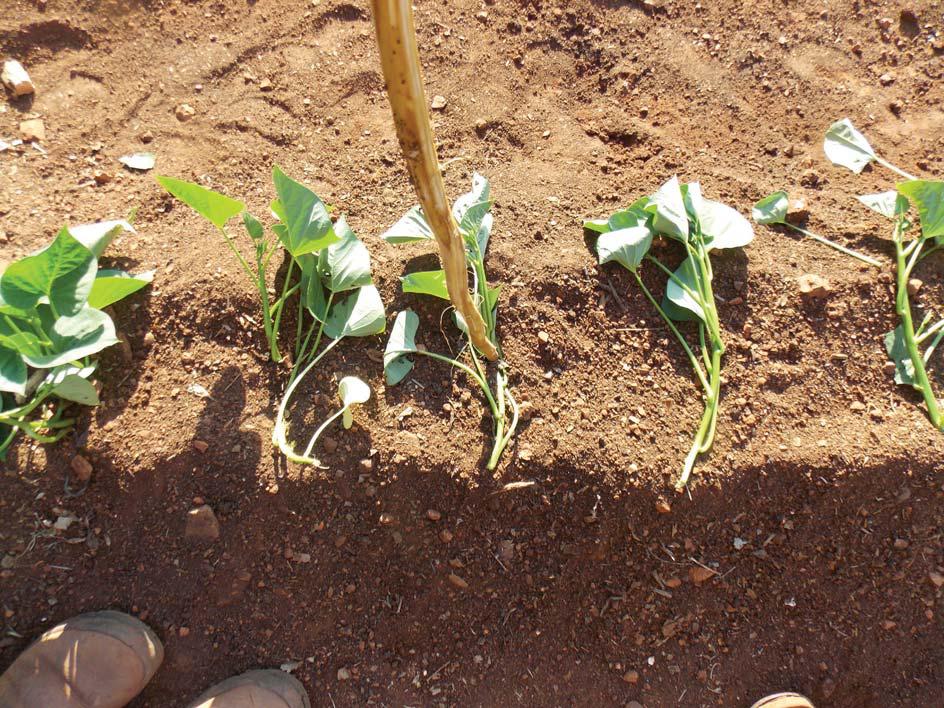 Establishing a sweet potato crop