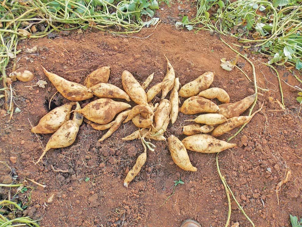 Sweet potato production