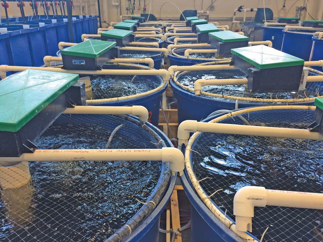 The challenges holding SA aquaculture back