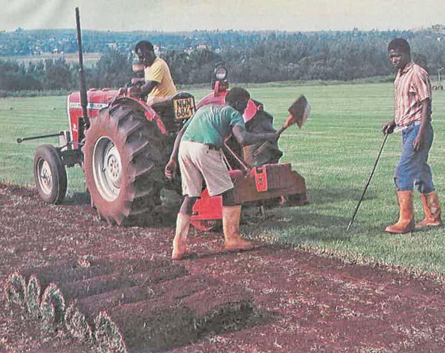 Instant lawn gives profit and pleasure