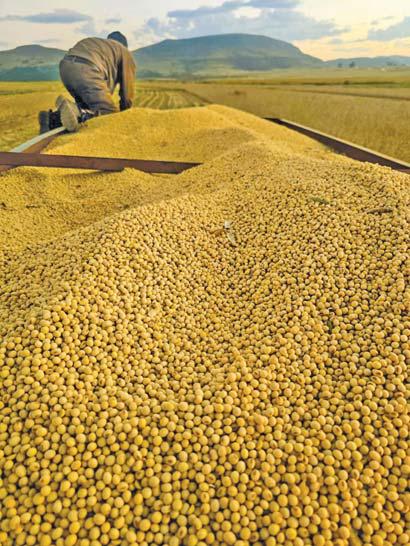Youth farmers celebrate a soya bean windfall