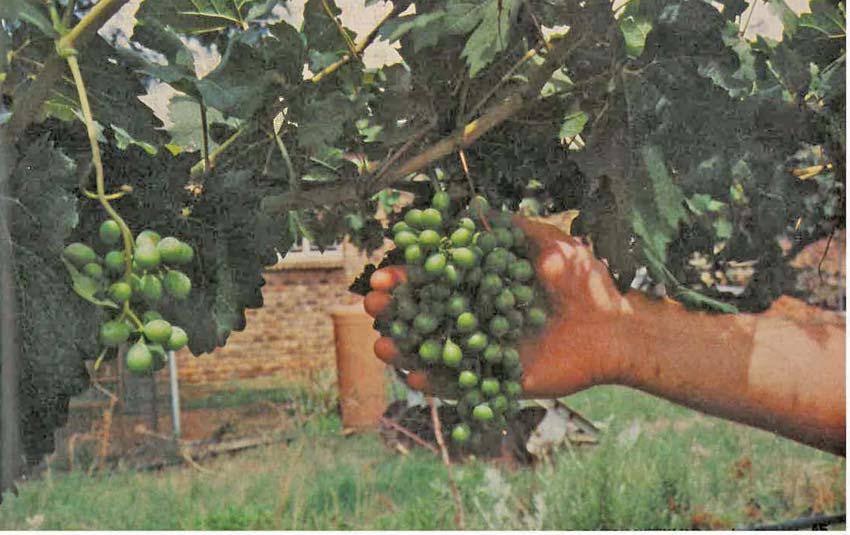 Grapes better than printing