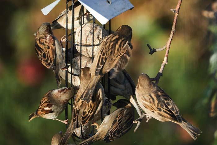 Feeding garden birds to help them survive the winter
