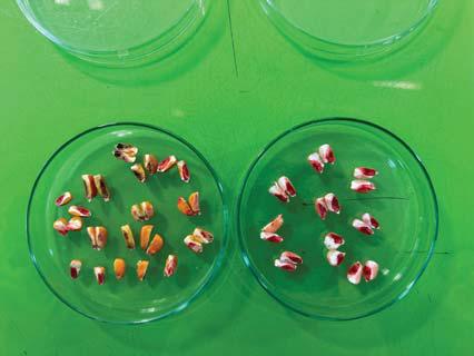 Food quality and safety beyond what we see
