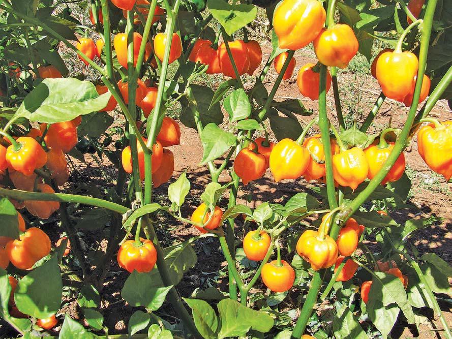 Beware the burn of the Capsicum chinense!