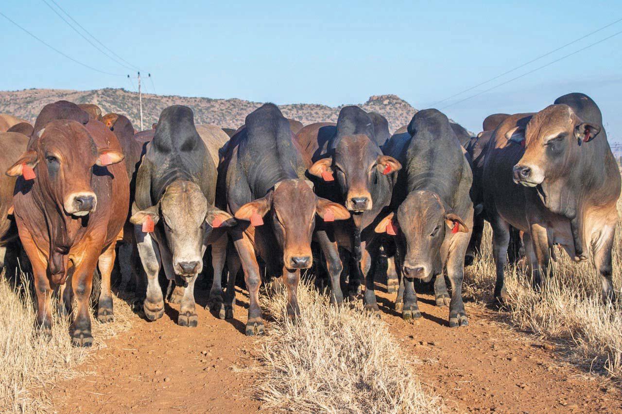 The Boran advantage
