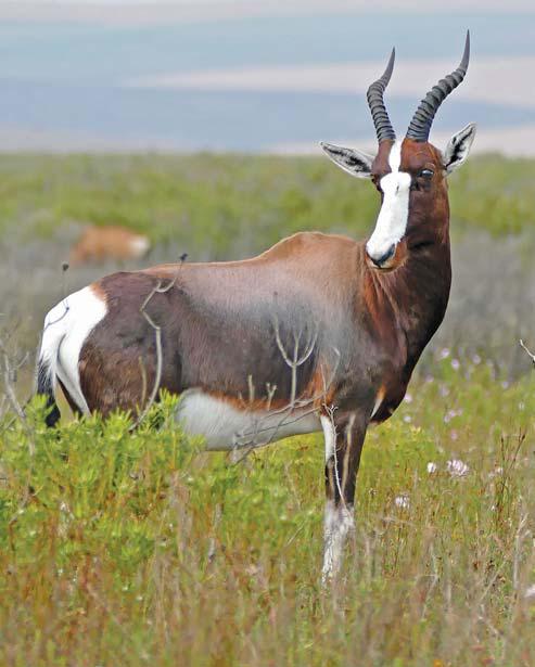 Saving the bontebok from extinction