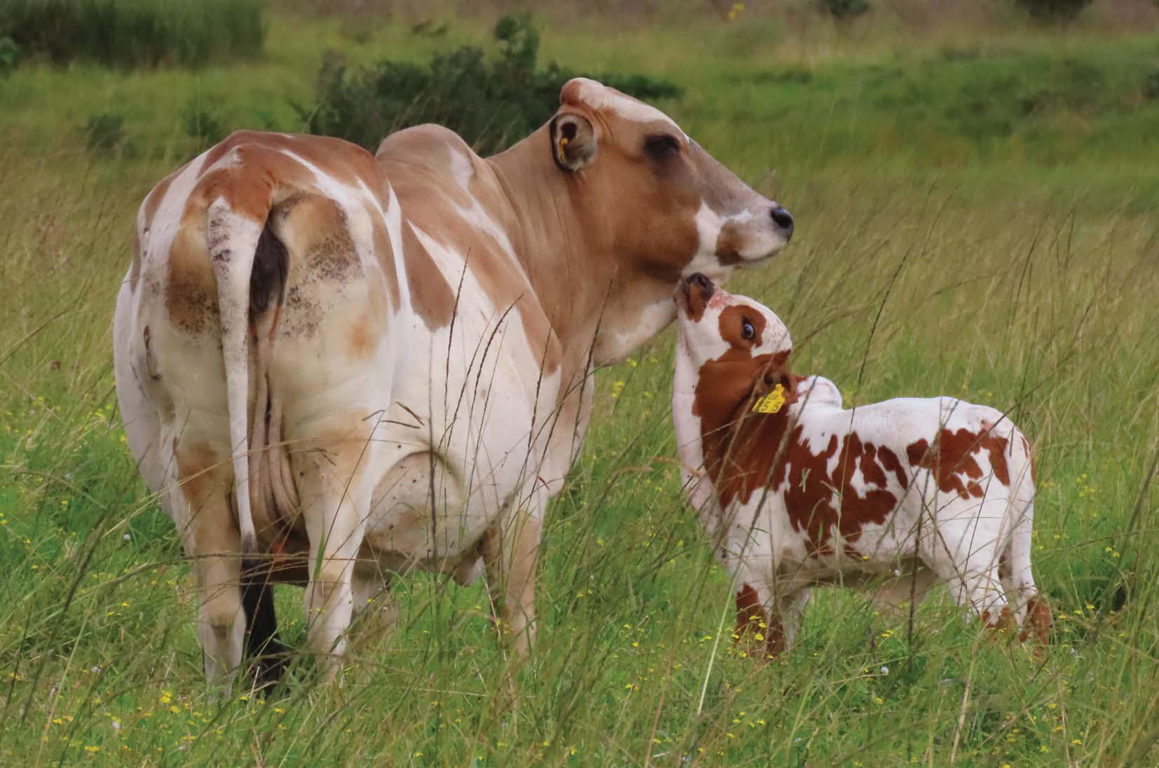 The unmatched hybrid vigour of the Boran