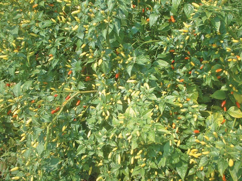 Good chillies for making a fiery hot sauce
