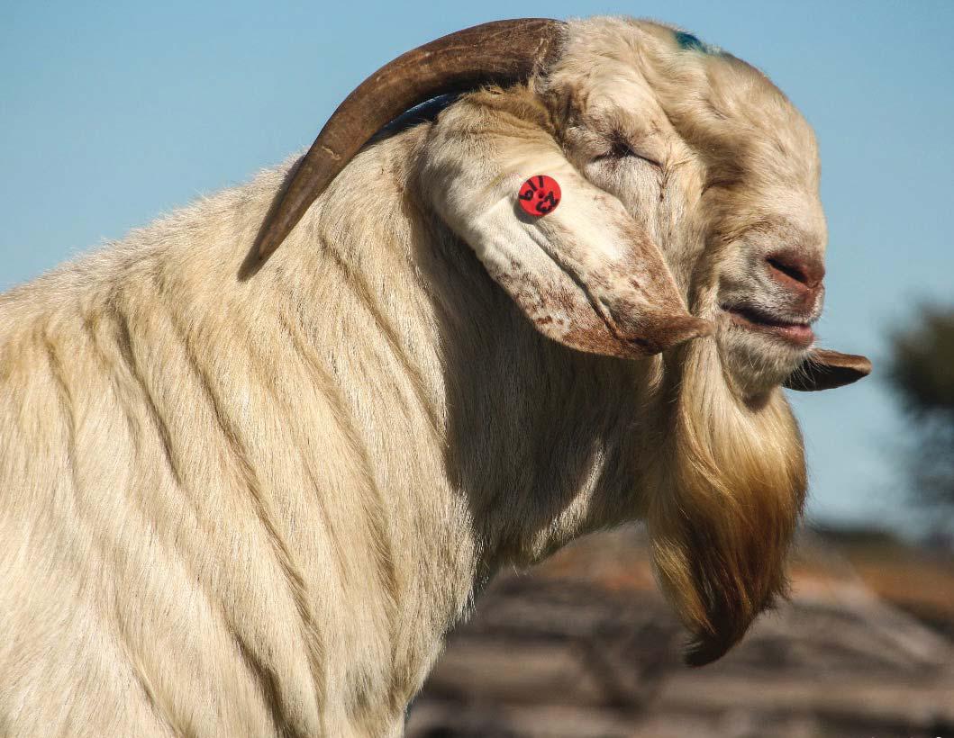 Why our locally bred goats are gaining global popularity