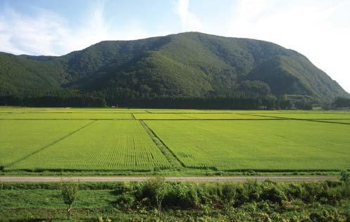 Japan not budging on agri policies in US negotiations