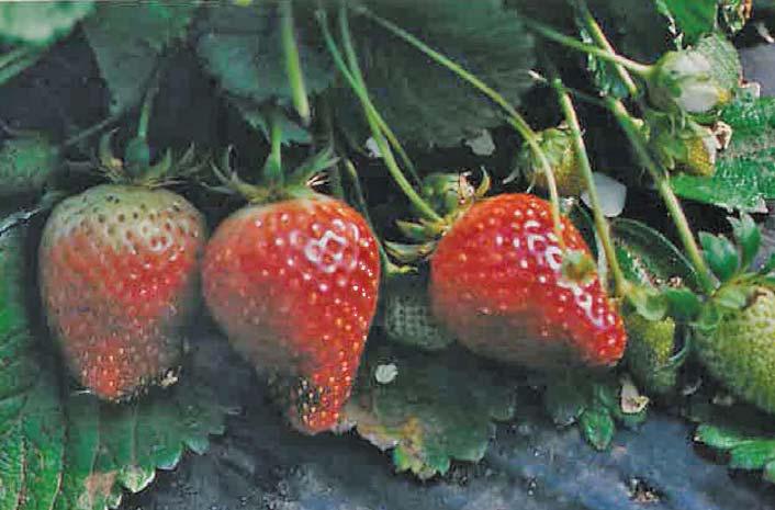 Voema gives vim to your production