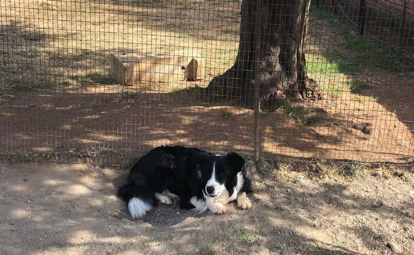 Raising the bar in Border Collie breeding