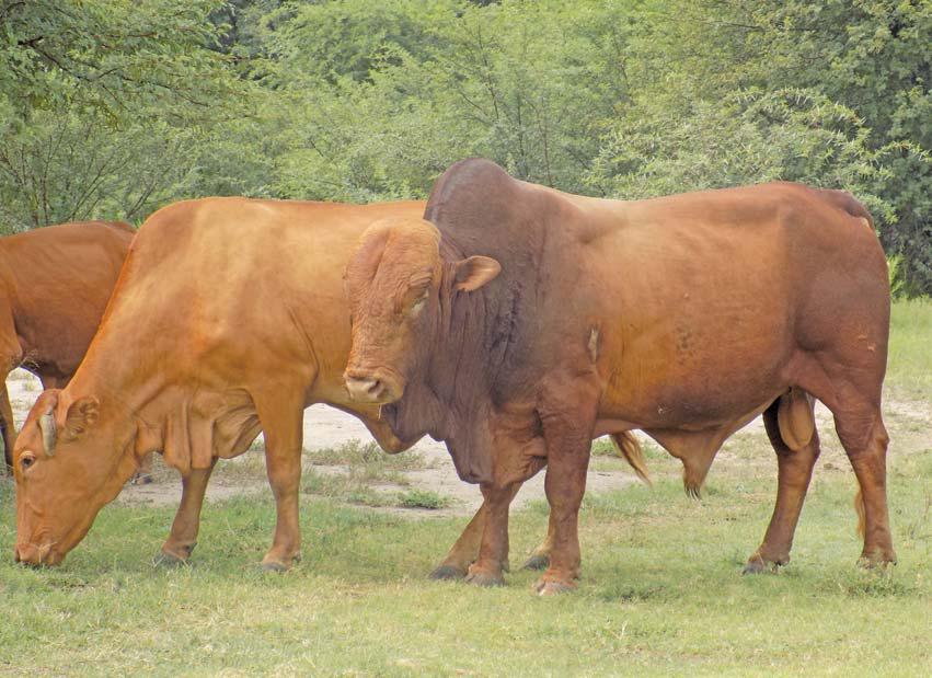 The modern Afrikaner breed is a formidable contender in SA