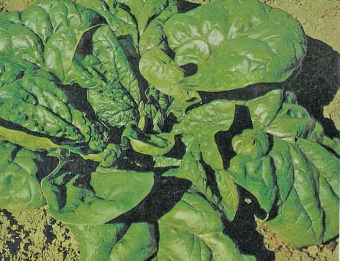 Spinach by another name