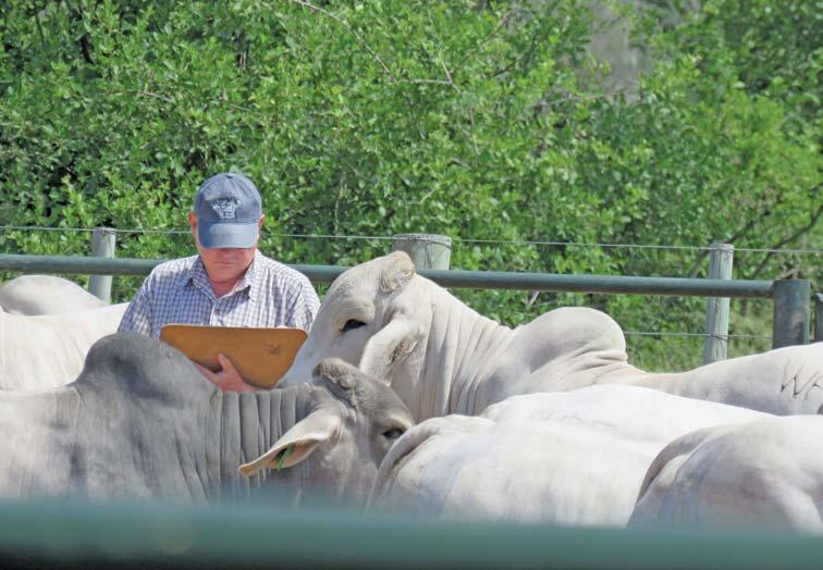 Brahman societies' journey to improve meat quality