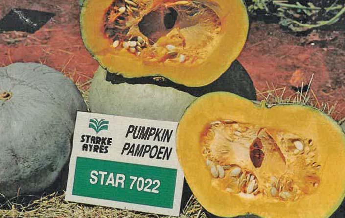 Boost your pumpkin yields by 40%