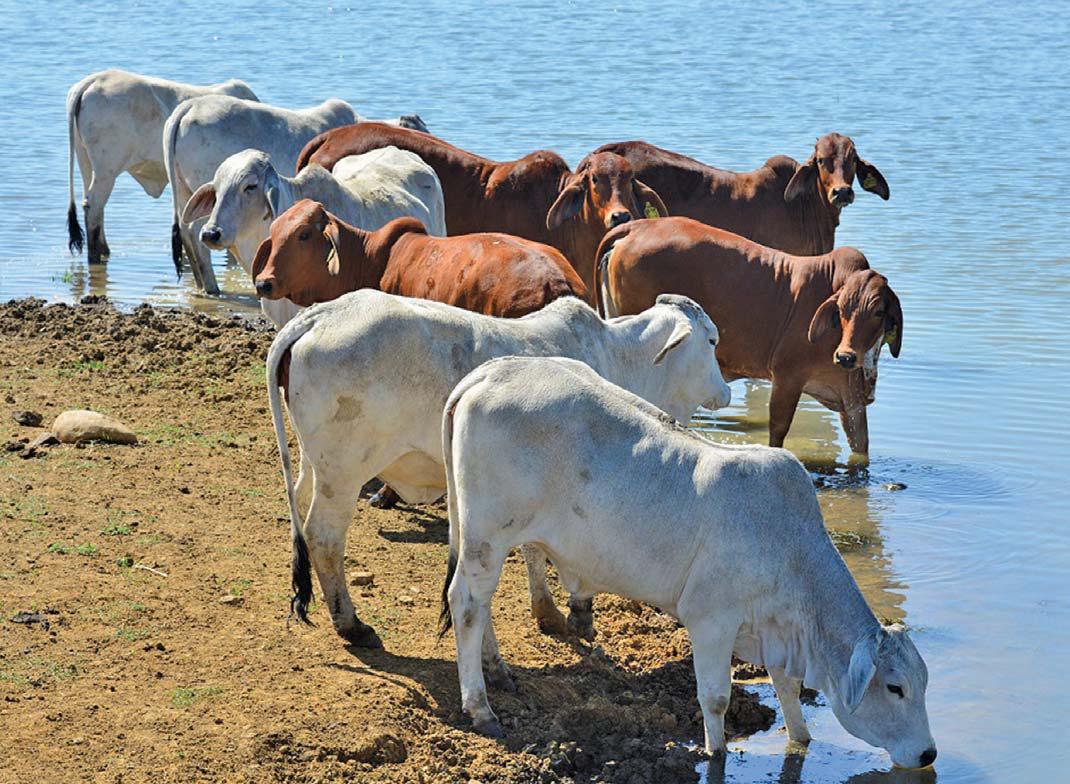 Why the Brahman?
