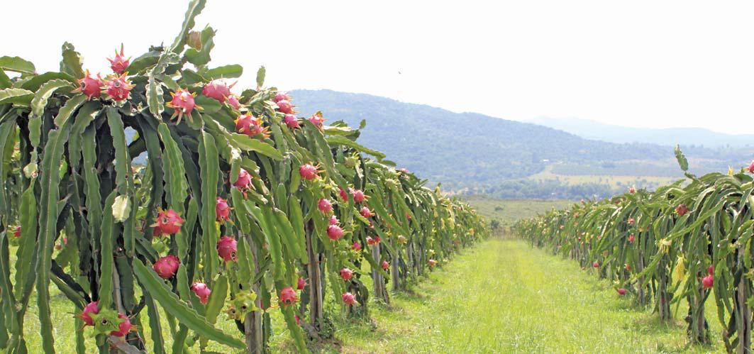 Tricky dragon fruit: don't give up; fine-tune!