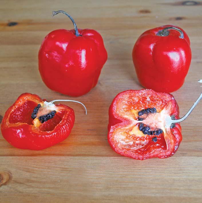 Capsicum pubescens: the very different chilli pepper