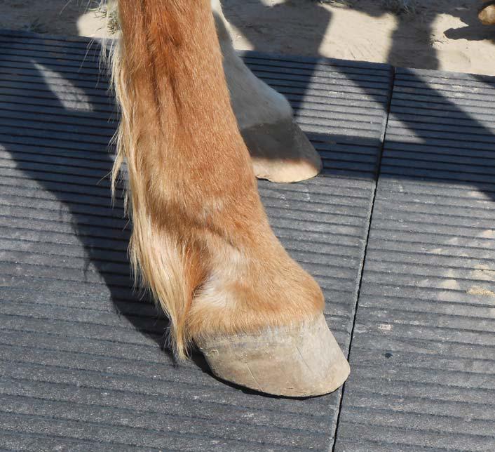 Nip fetlock injuries in the bud