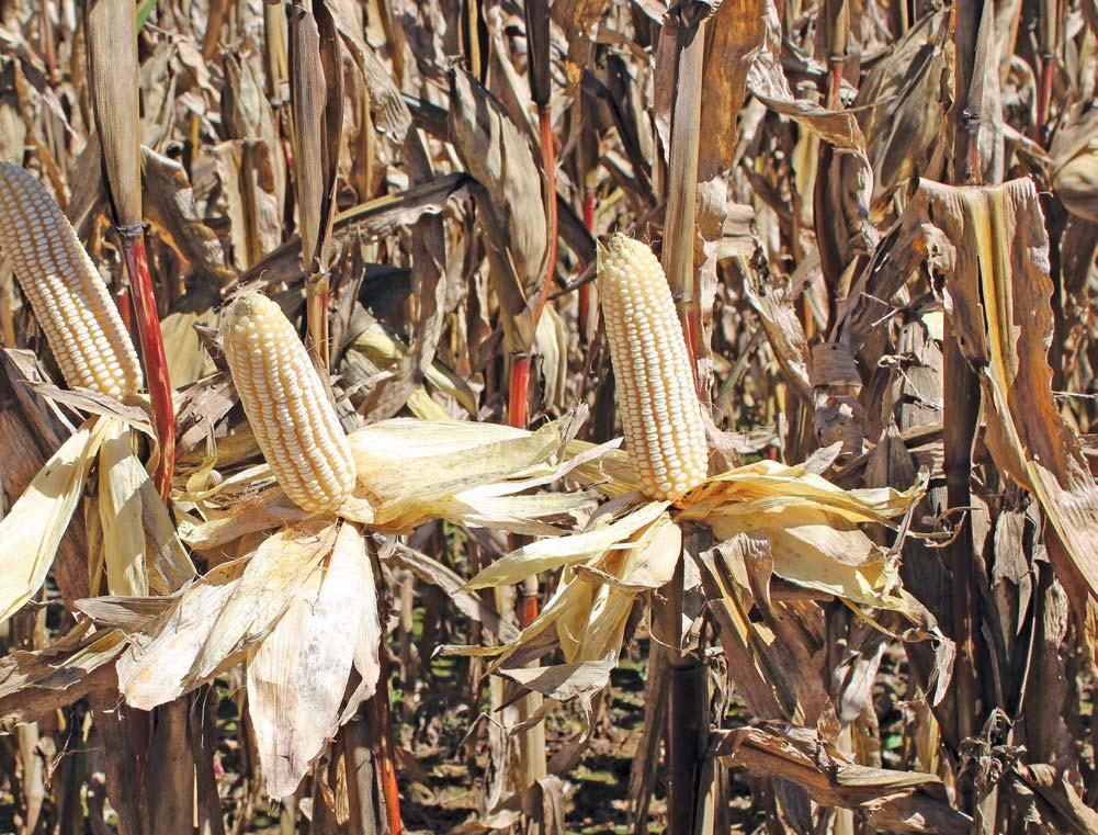 'When timing is everything, speed counts' - Grain Farmer of the Year