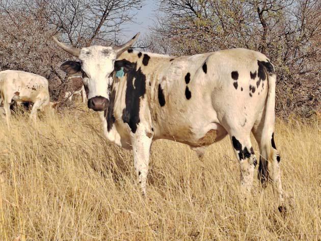Nguni cattle: carrying on a legacy
