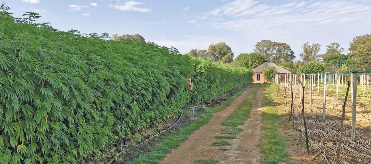 Building South Africa's hemp future: from cultivation to textile processing