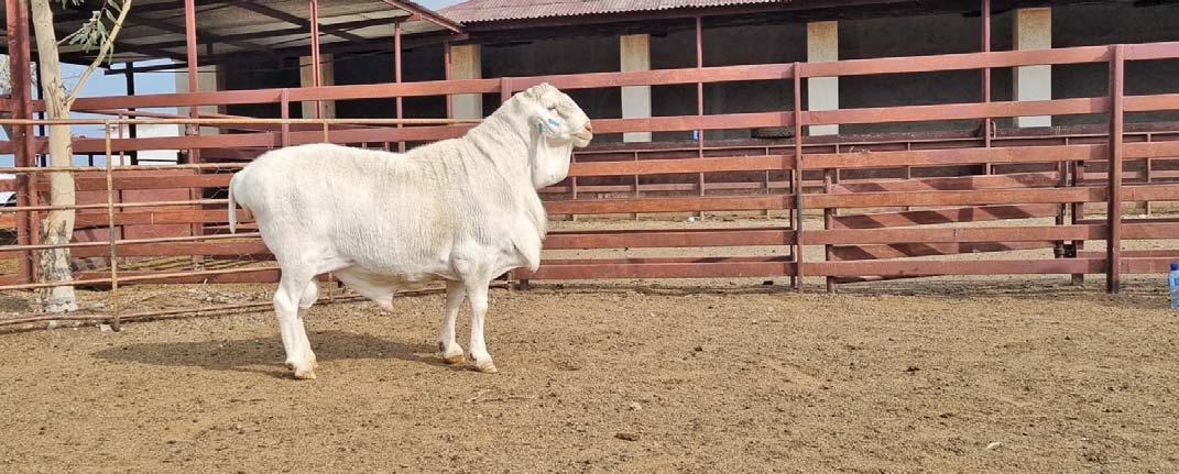 Van Rooy: a highly economical sheep farming option