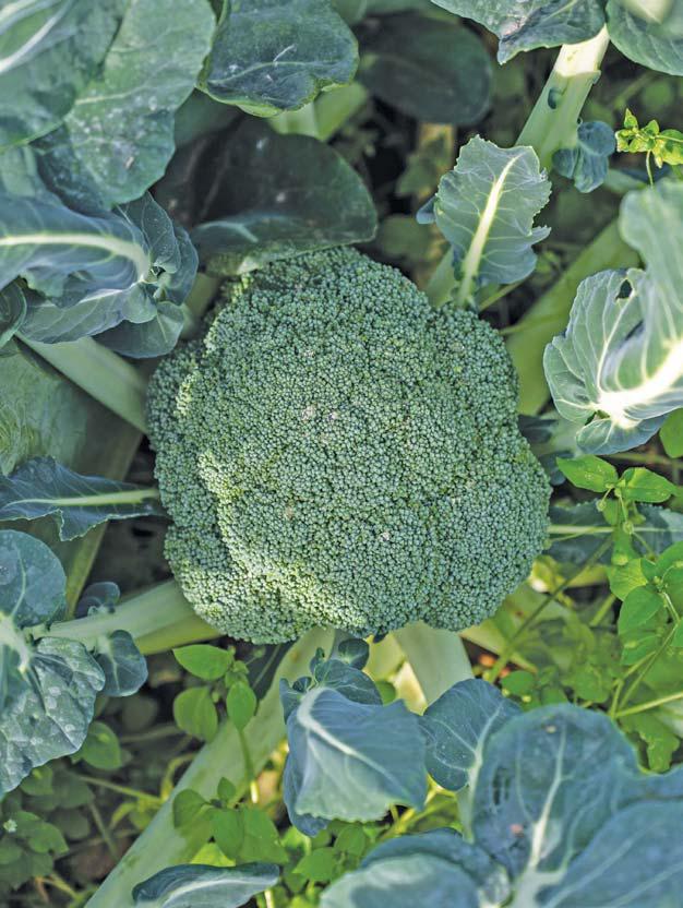 Broccoli: winter crop in year-round rotation