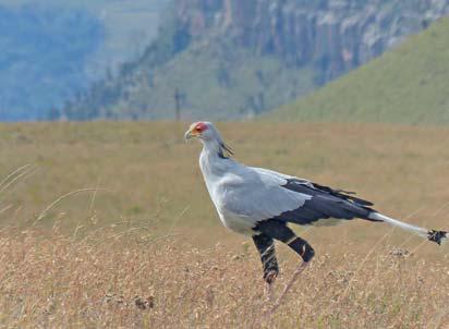 Protecting the iconic secretary bird