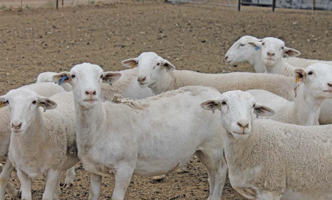 The Dorper: a home-grown meat sheep