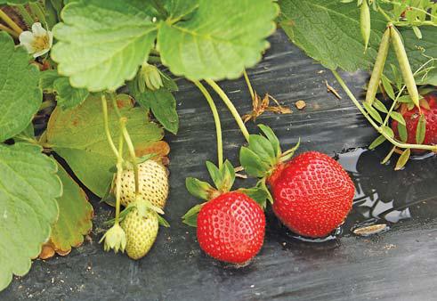 Bee-Tech launches South Africa's first commercial bio-pesticide dispensers