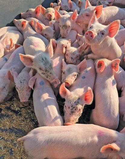 Optimal swine nutrition: don't feed more, but feed better
