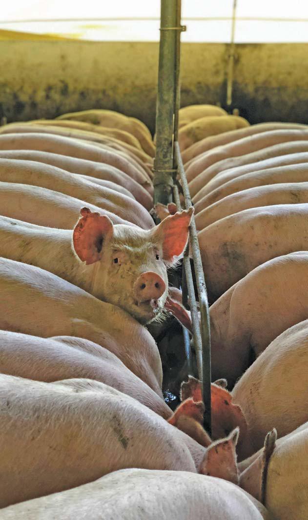 Pig welfare in South Africa: balancing ethics and economics