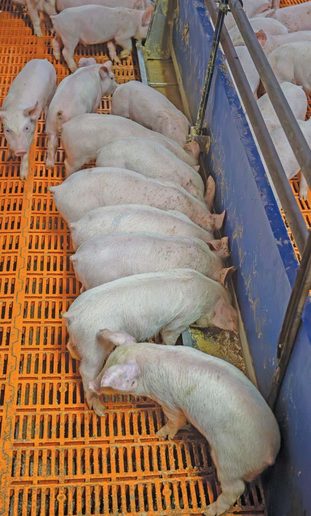 Weaner to grower: piggery turns waste into profit