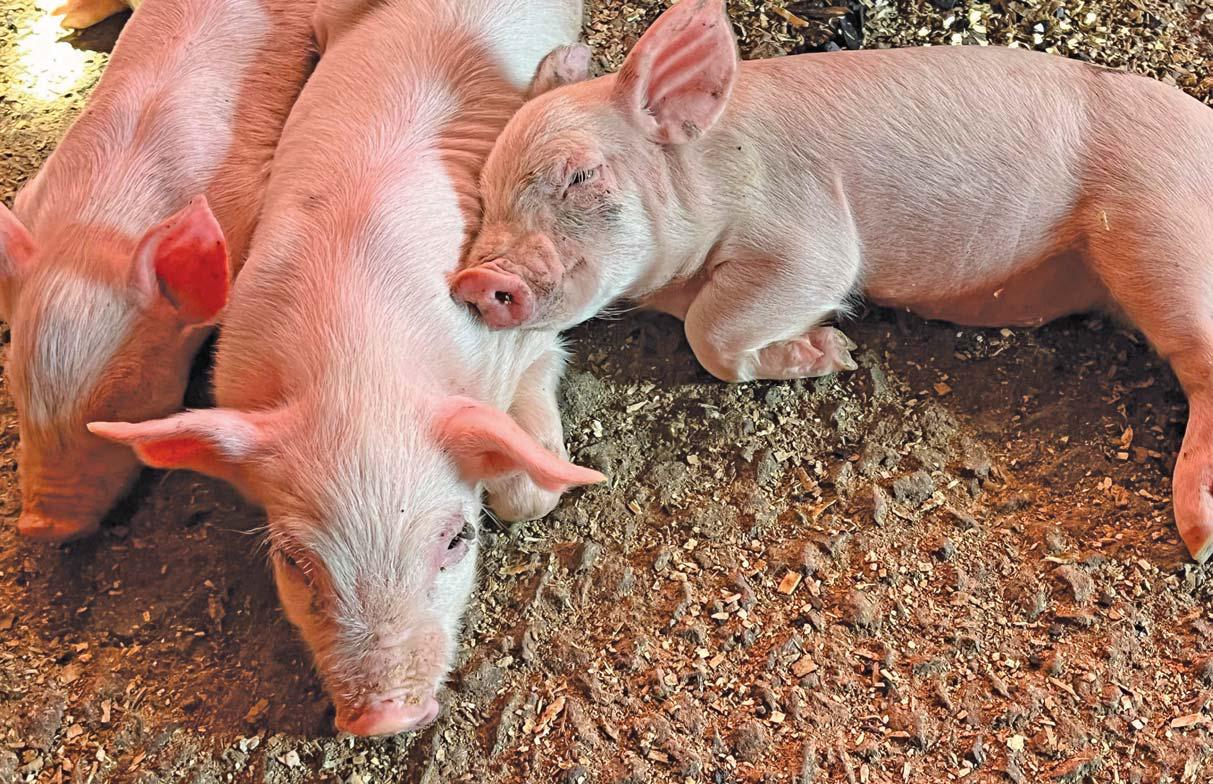 A practical guide to managing pigs through the phases
