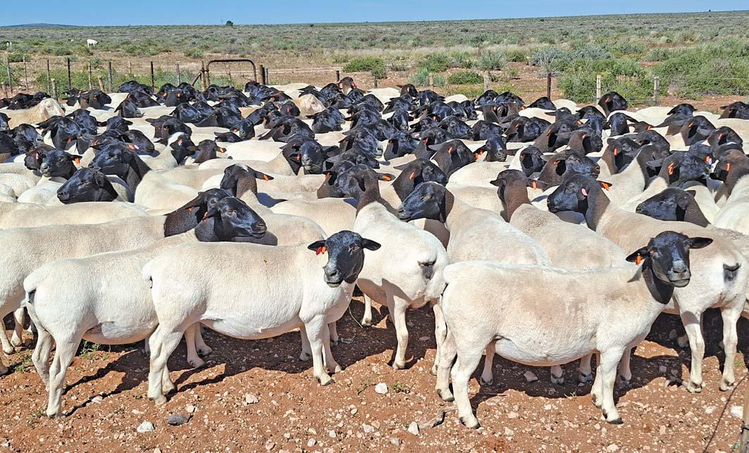 Dorper veld rams that can adapt to any situation