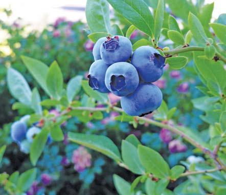 How US tariffs impact the SA blueberry industry