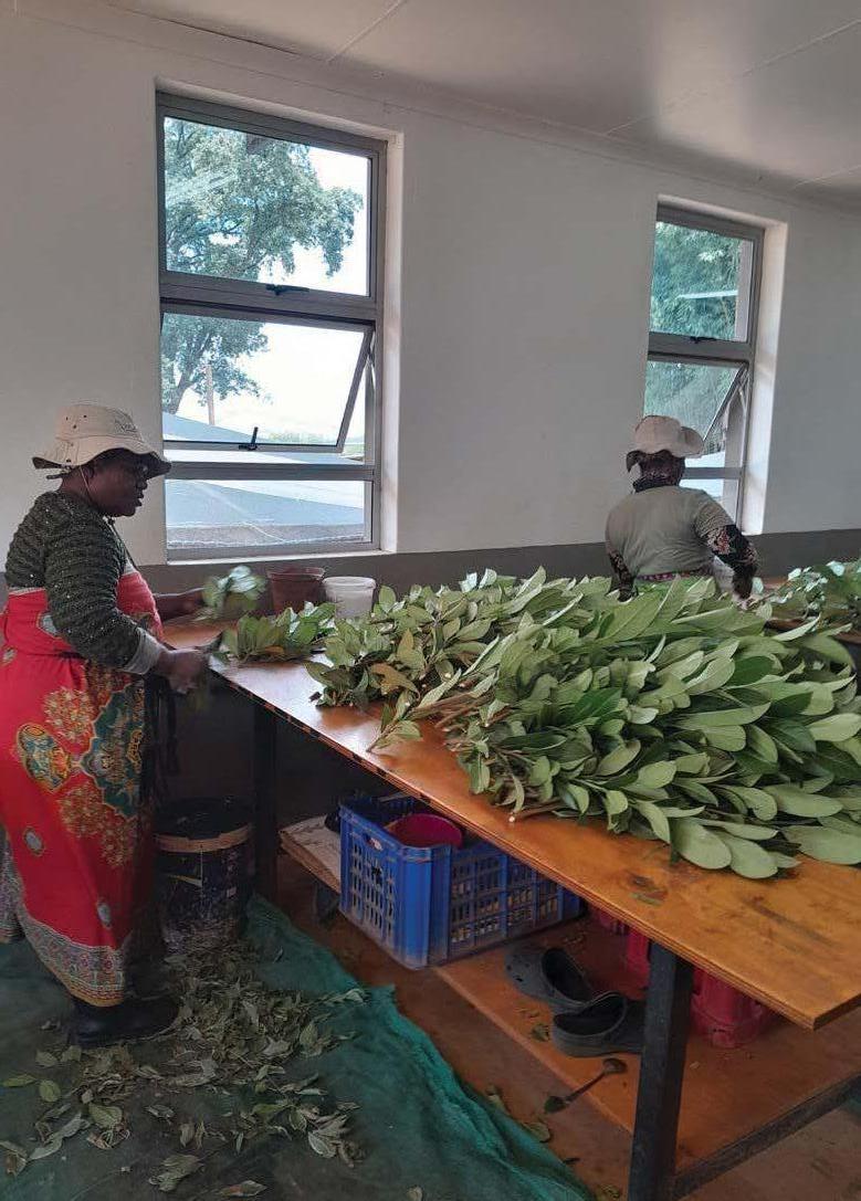 Growing greenery for the South African flower market