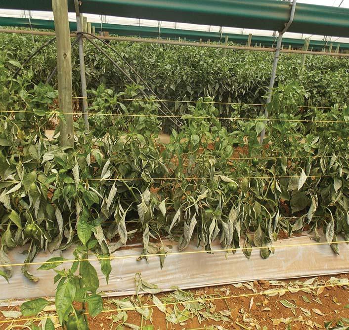 Powdery mildew can be devastating to capsicums