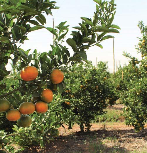 Black growers pushing for 50% citrus export share by 2032