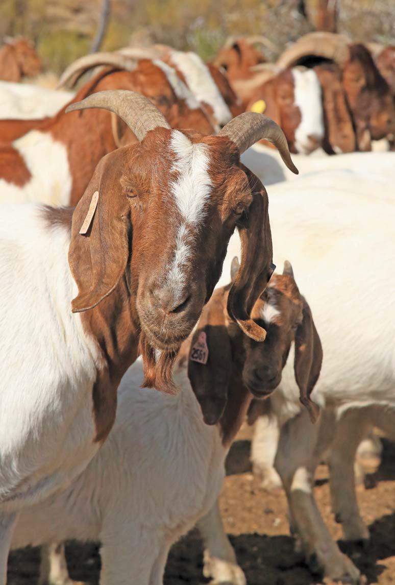 Boer goats add value where others dare not graze