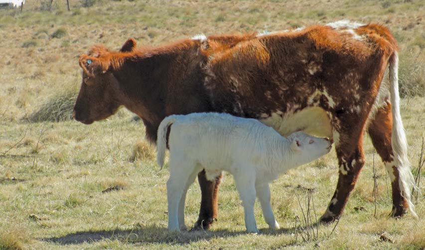 Resistance to internal and external parasite control in the beef cattle sector is a worry