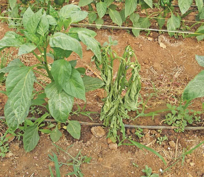 Phytophthora can be deadly for capsicums