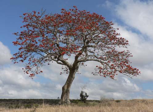 South Africa's unique coral trees
