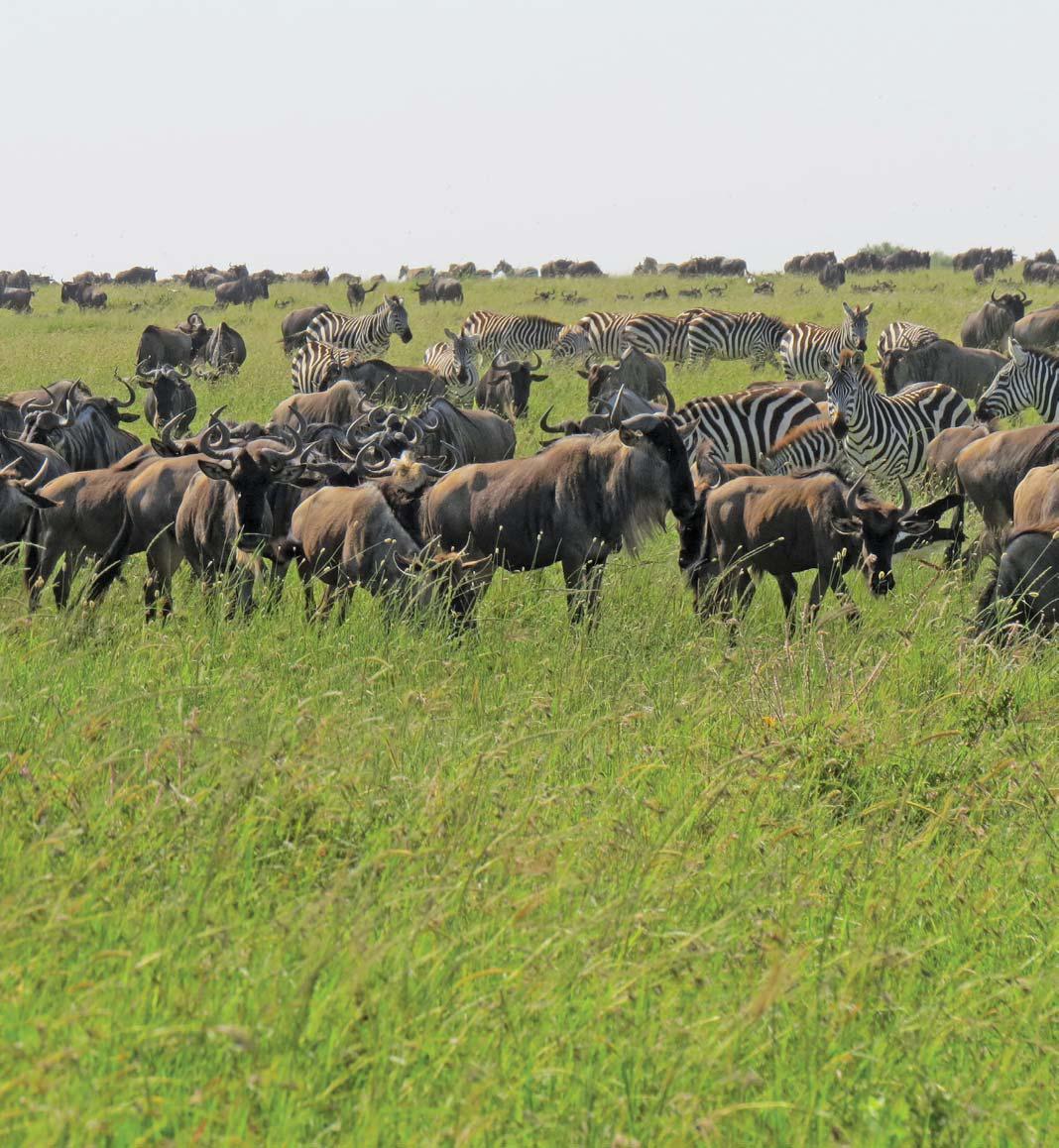 In search of the ultimate grazing strategy: Part 2