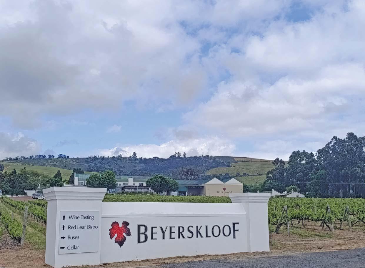 Rooted in pride: how South Africans turned Pinotage into red gold