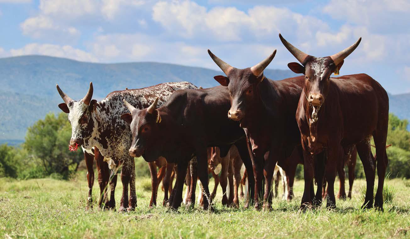 Ankole's huge potential in SA beef production