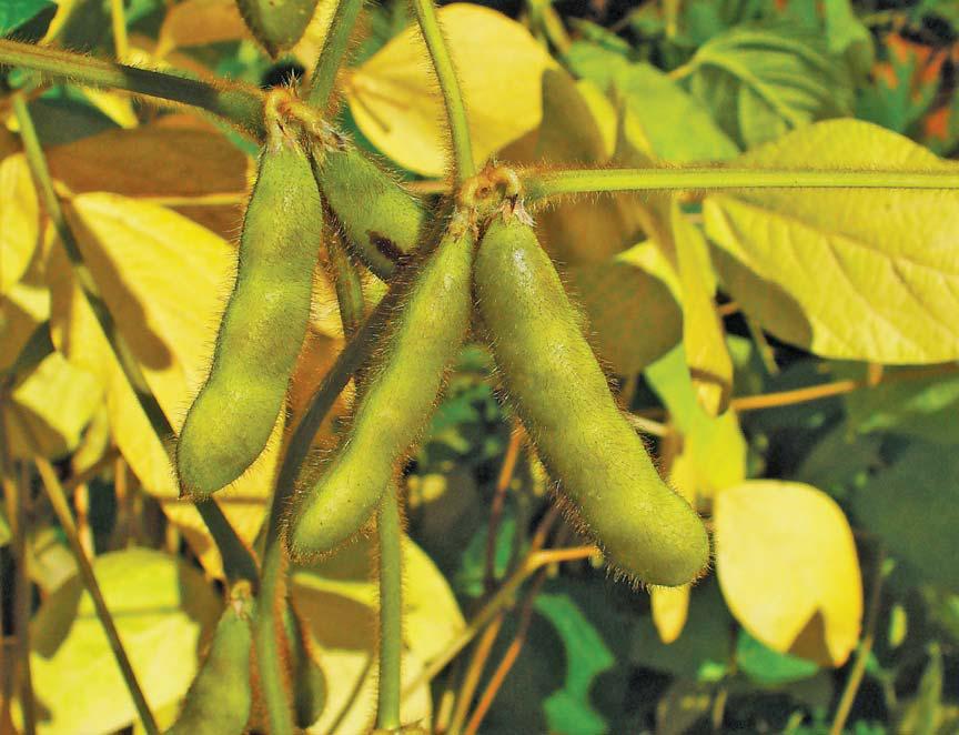 Advancing real-time data collection in South African agriculture